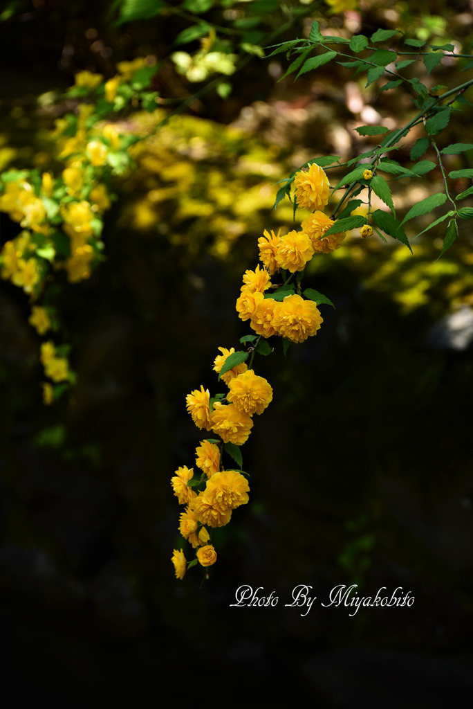 山吹2