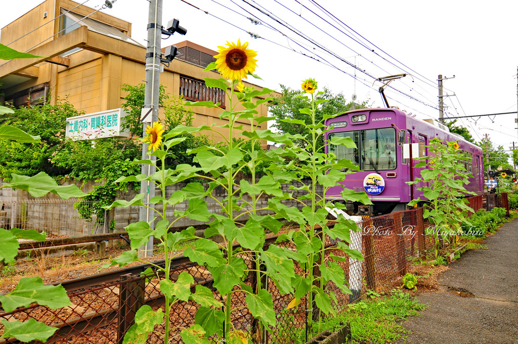向日葵と嵐電