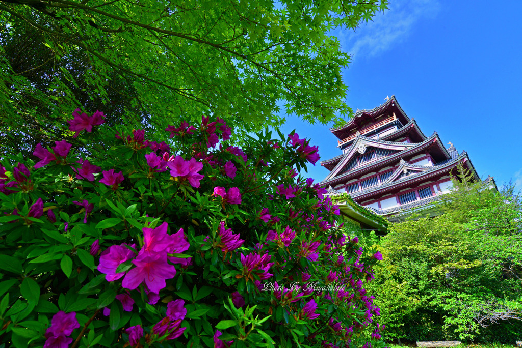 躑躅と桃山城２
