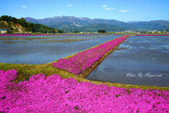 芝桜