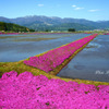 芝桜