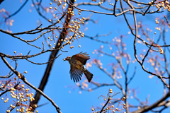 センダンの実ＧＥＴ！