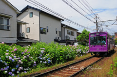 紫陽花も見頃に