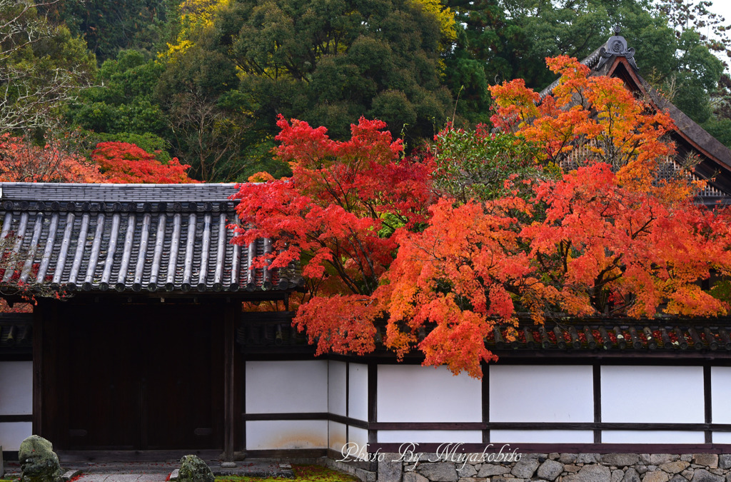 南禅寺の紅葉