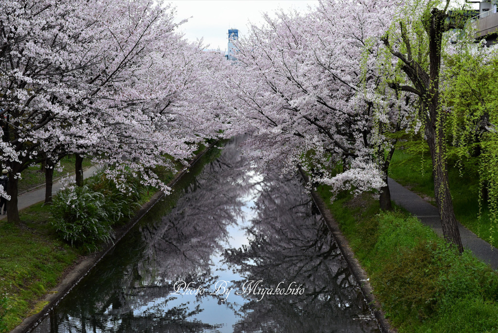 伏見桜