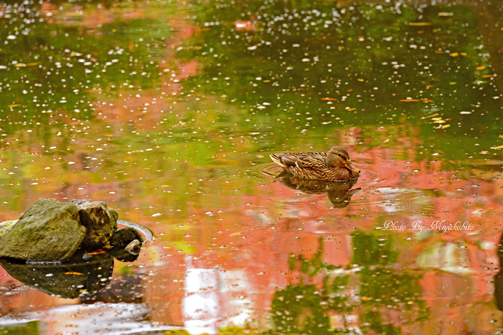 秋色に染まる水面