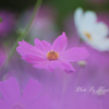 秋桜