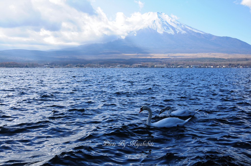 富士山と白鳥