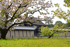 車返し桜