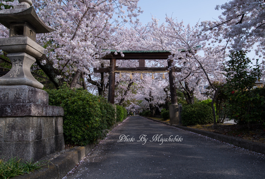 桜のアーチ
