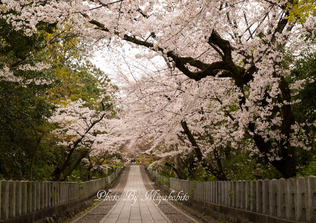 桜坂