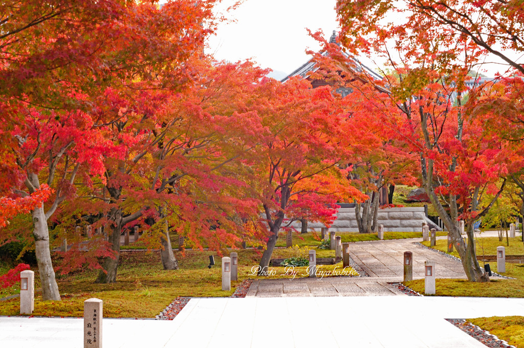 庭紅葉
