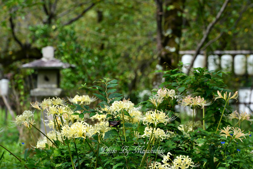 白彼岸花