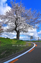 一本桜
