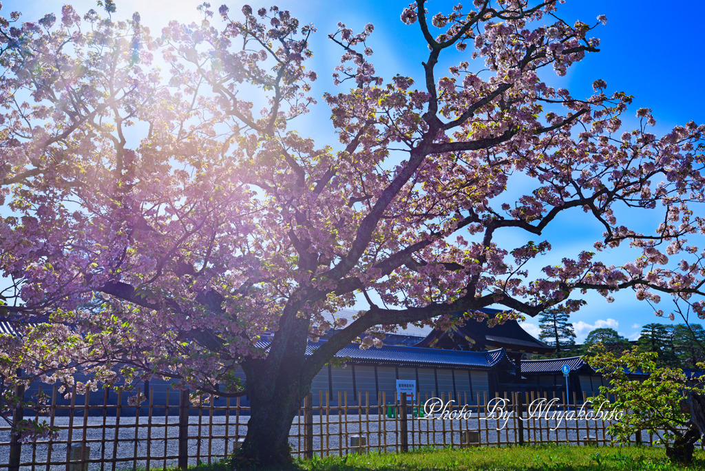 車返し桜