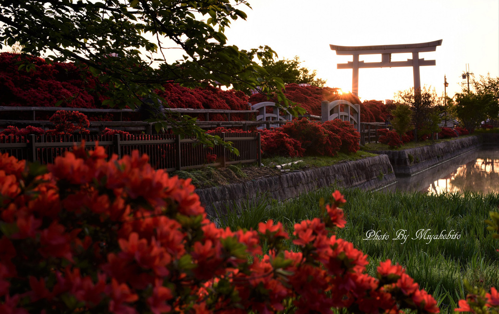 深紅に燃える