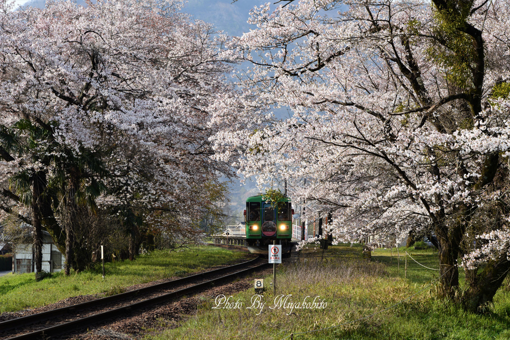 桜のアーチ