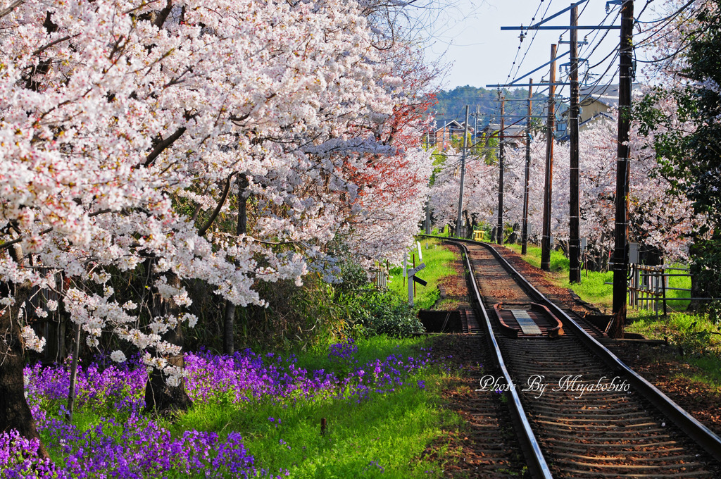 桜並木の鉄路