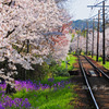 桜並木の鉄路