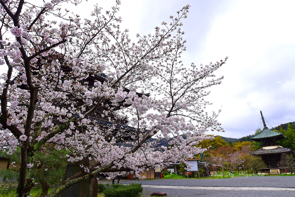 桜と多宝塔