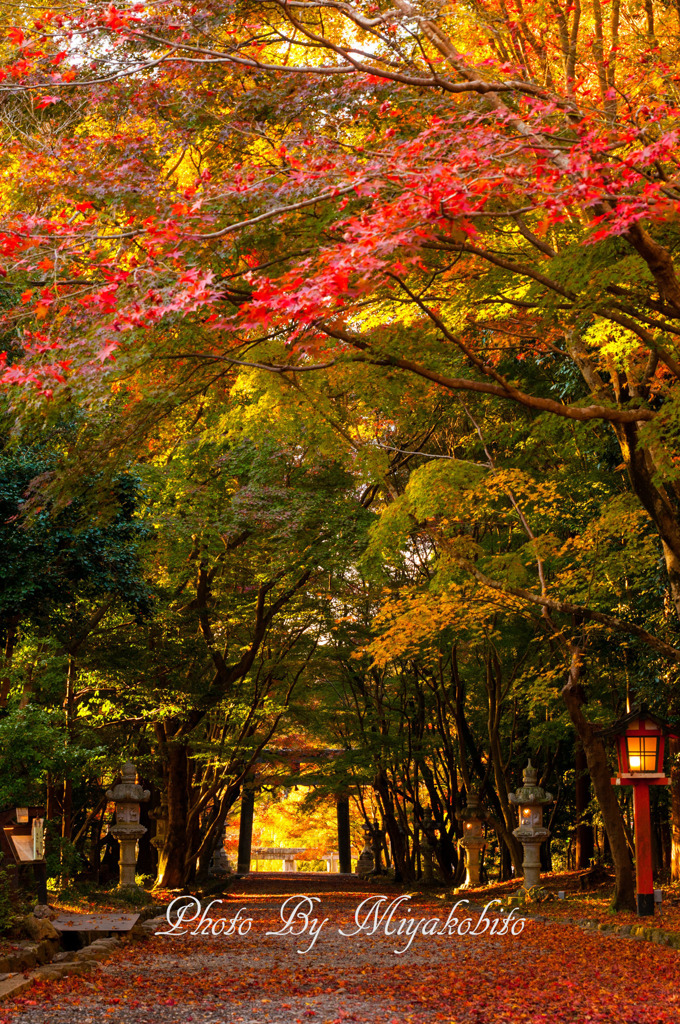 散り紅葉