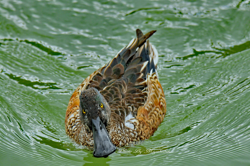 何撮ってるんだよ～