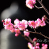 春陽
