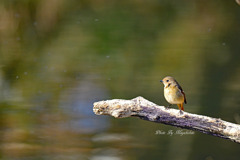 やっとジョビ子に！