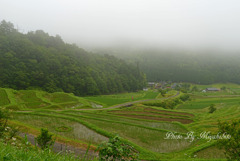 毛原の棚田