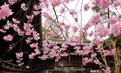 桜のベール