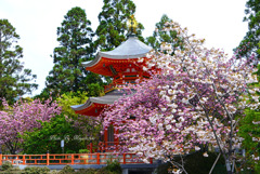 八重桜