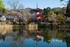 桜と多宝塔