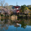 桜と多宝塔