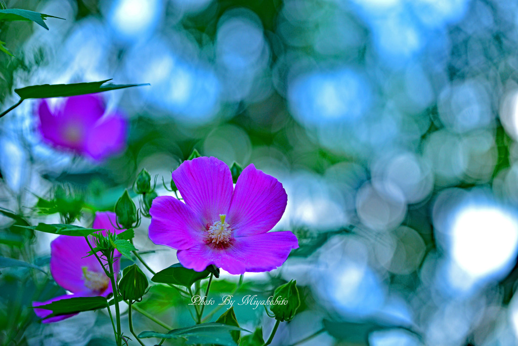 芙蓉