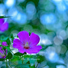 芙蓉