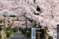 桜の通り抜け
