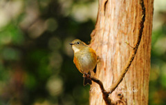 ルリビタキ♀