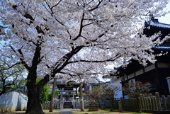 桜雲