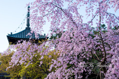 枝垂れ桜と多宝塔
