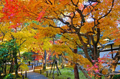 庭紅葉