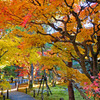 庭紅葉