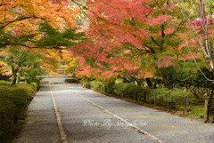 紅葉のトンネル