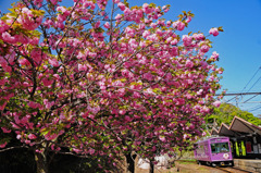 八重桜と嵐電