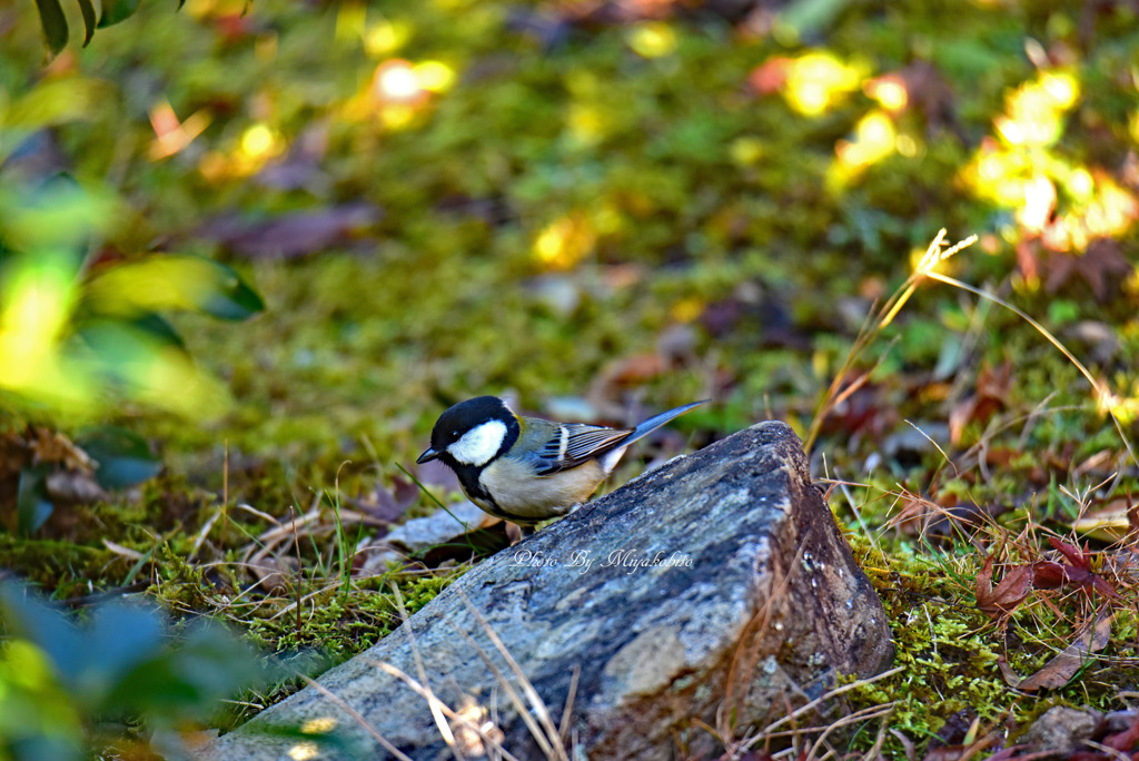 シジュウカラ　２