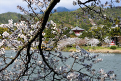 桜狩り