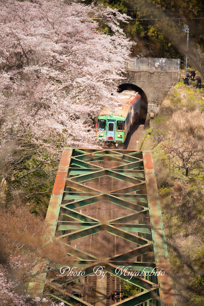 トンネルを抜けると桜