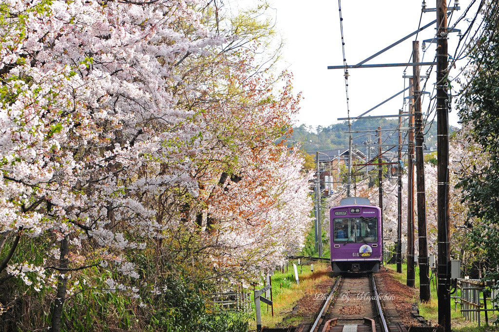 桜の鉄路