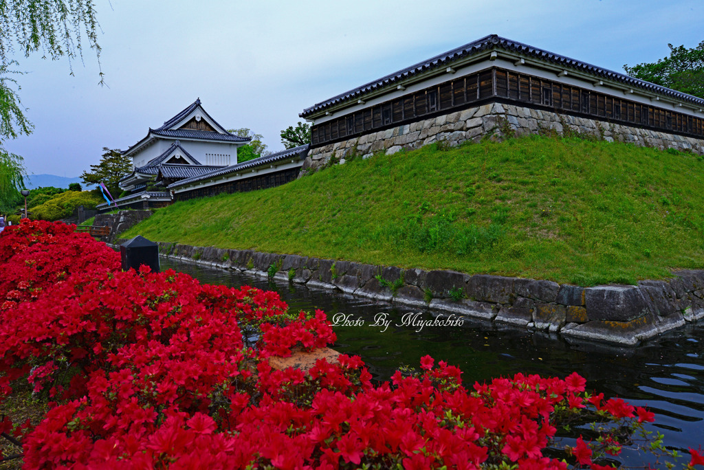 キリシマツツジと勝竜寺