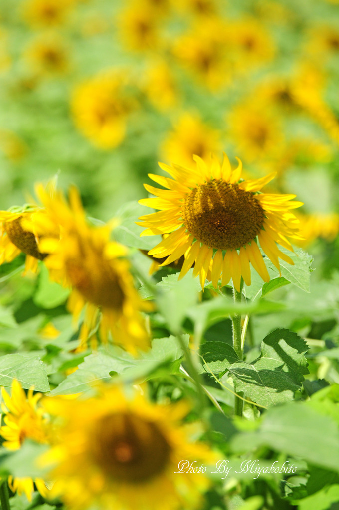 sunflower