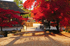 燃える様な紅葉